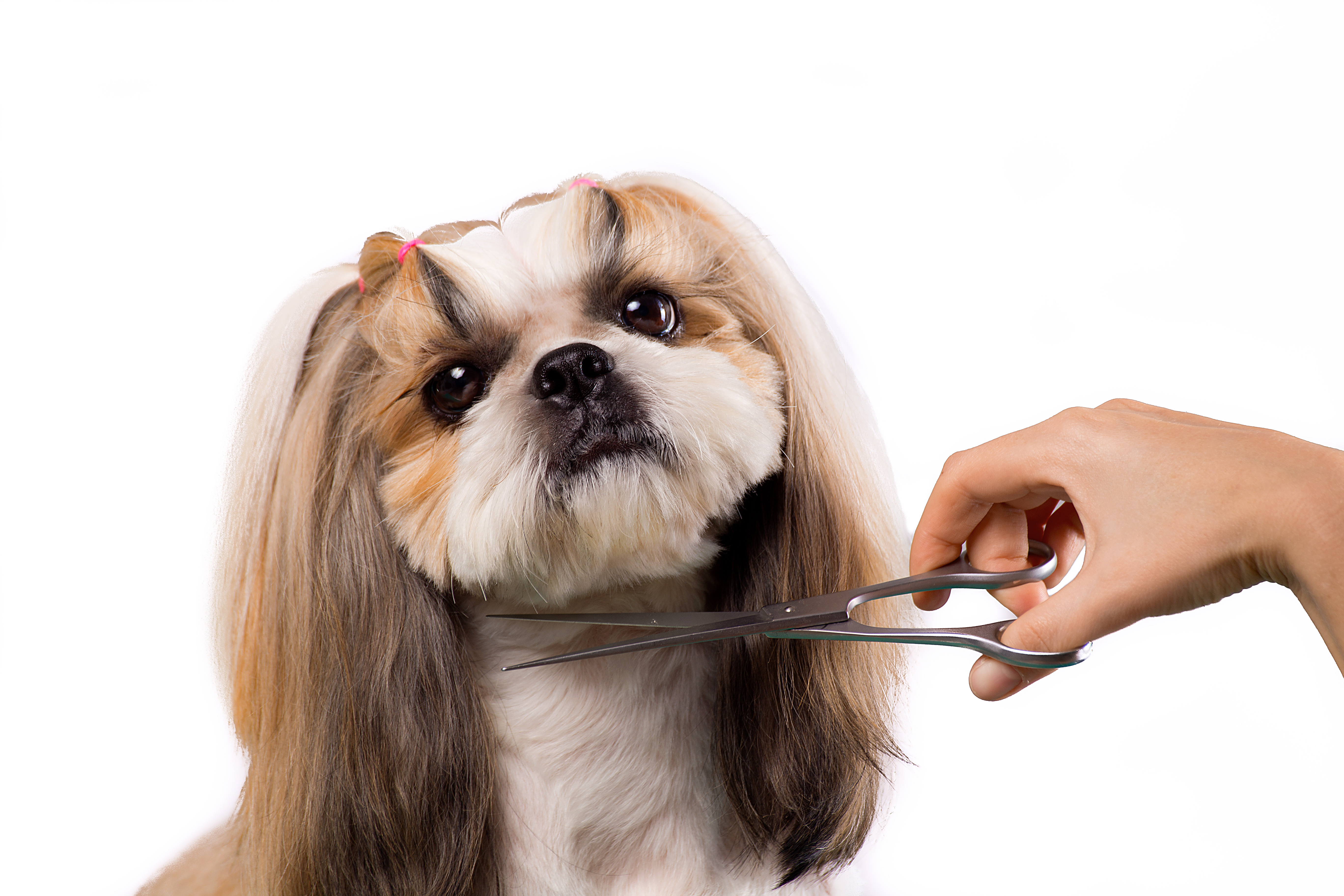 Wuffenberg tilbyder følgende behandlinger til din hund